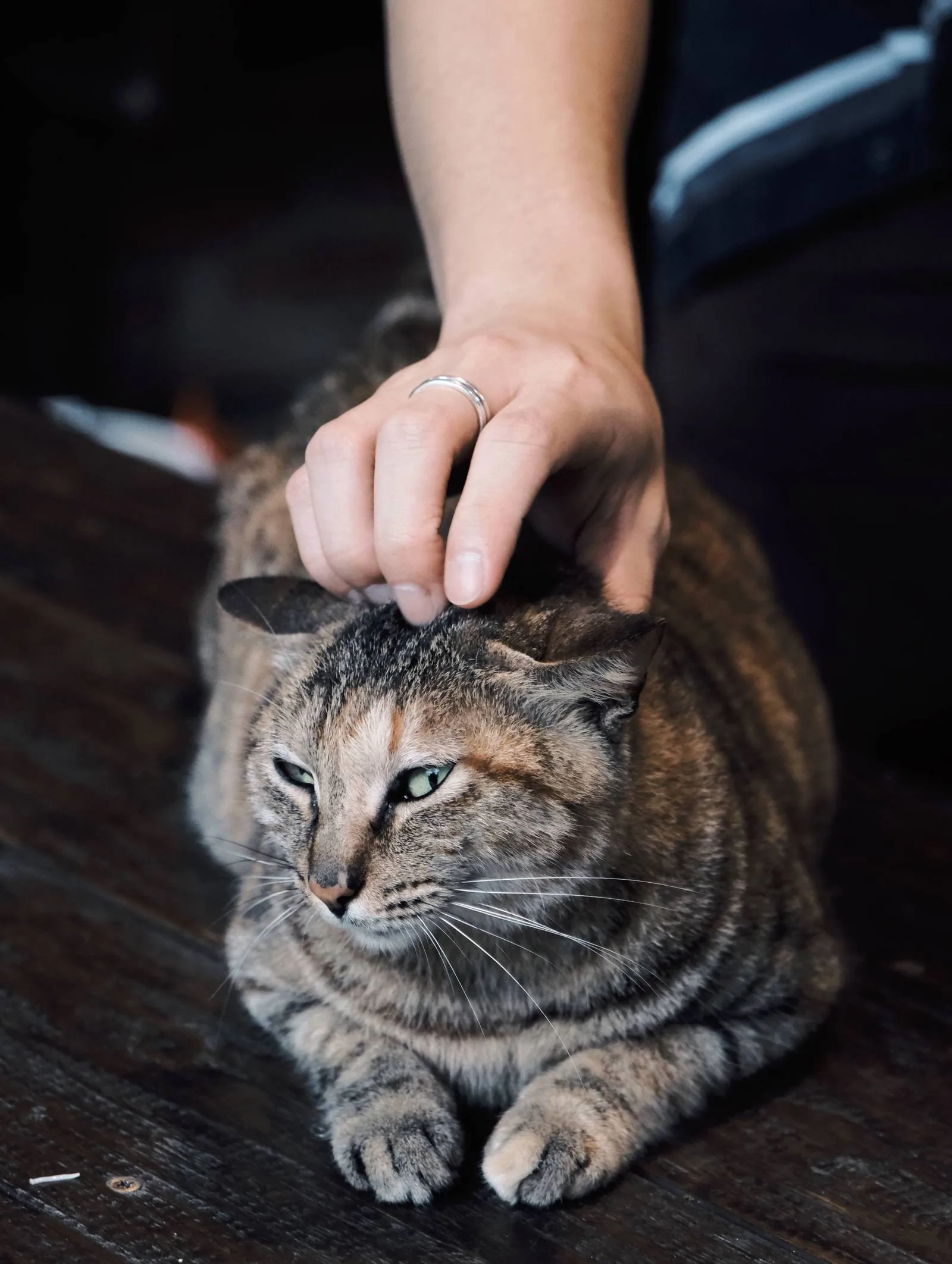 A hand resting gently on the head of a relaxed, half-asleep tabby cat